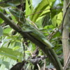Green Basilisk Lizard, Female