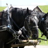 Percheron horses, Bar U Ranch