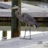 Great blue heron, Flamingo Visitor Center