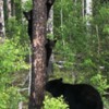 Black Bears, Alberta Oil Sands