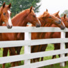 Saddlebreds at Fence-edit (1)