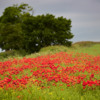 Poppy Fields, North Yorkshire.