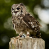 Little Owl - Duncombe Park, Helmsley.