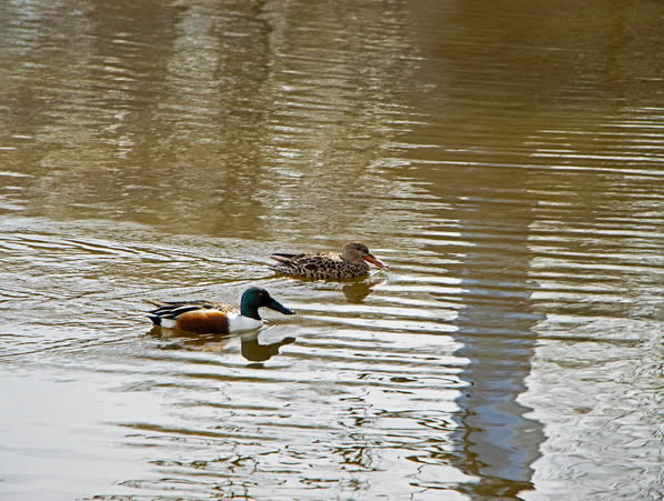 ducks-2