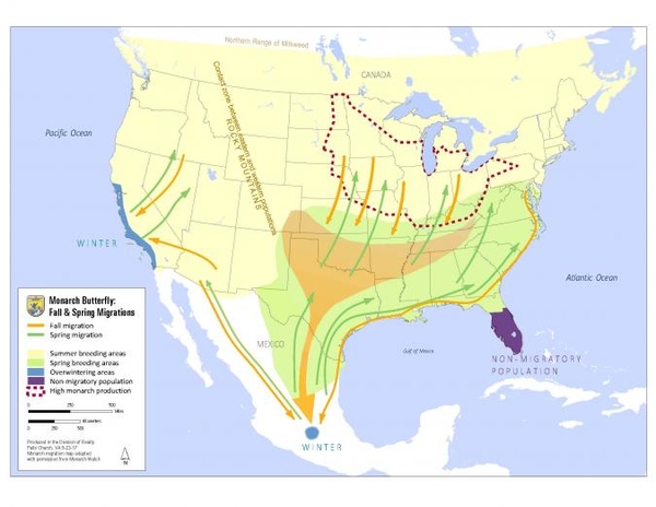 Monarch Migration, courtesy Iowa State University