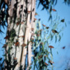 Monarch butterflies, Santa Barbara