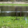 Trumpeter Swans, Turnbull National Wildlife Refuge
