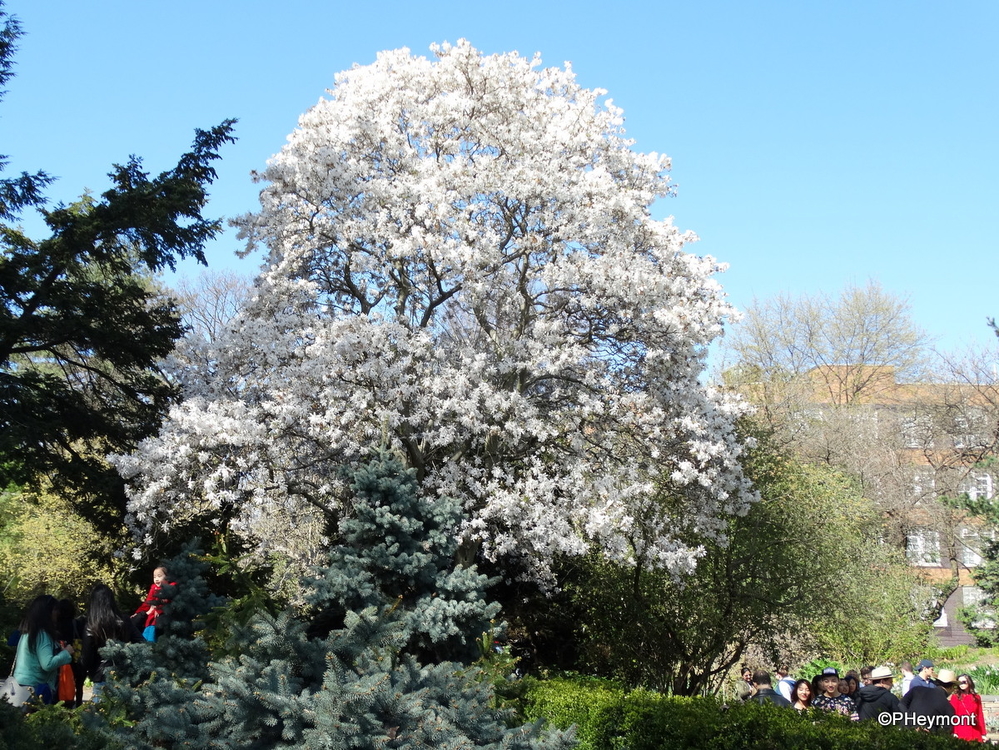 Brooklyn Spring: Magnolias and More Magnolias | TravelGumbo