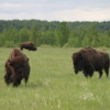 00 Bison Herd, Rocky Mountain House NHS