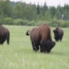 01 Bison Herd, Rocky Mountain House NHS