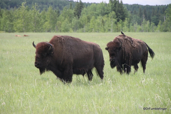02 Bison Herd, Rocky Mountain House NHS