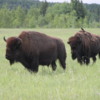 02 Bison Herd, Rocky Mountain House NHS