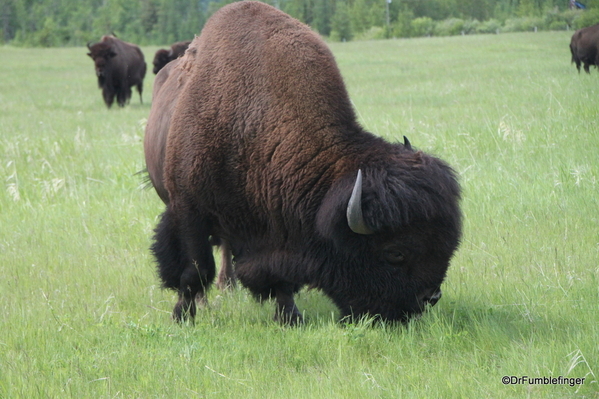 03 Bison Herd, Rocky Mountain House NHS