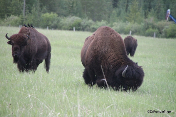04 Bison Herd, Rocky Mountain House NHS
