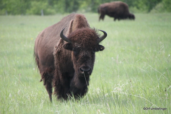 06 Bison Herd, Rocky Mountain House NHS