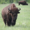 06 Bison Herd, Rocky Mountain House NHS