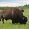 07 Bison Herd, Rocky Mountain House NHS