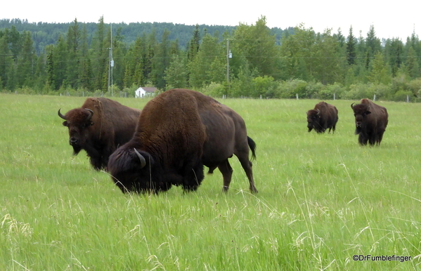 08 Bison Herd, Rocky Mountain House NHS