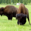 09 Bison Herd, Rocky Mountain House NHS