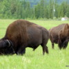 11 Bison Herd, Rocky Mountain House NHS