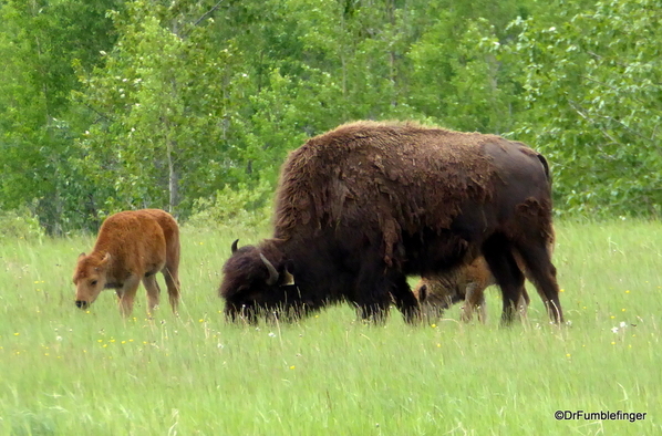 12 Bison Herd, Rocky Mountain House NHS