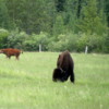 13 Bison Herd, Rocky Mountain House NHS