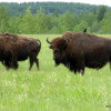 14 Bison Herd, Rocky Mountain House NHS