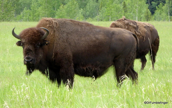 15 Bison Herd, Rocky Mountain House NHS