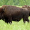 15 Bison Herd, Rocky Mountain House NHS