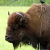 16 Bison Herd, Rocky Mountain House NHS