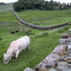 UK 231 - Hadrian's Wall - Housestead Fort 4