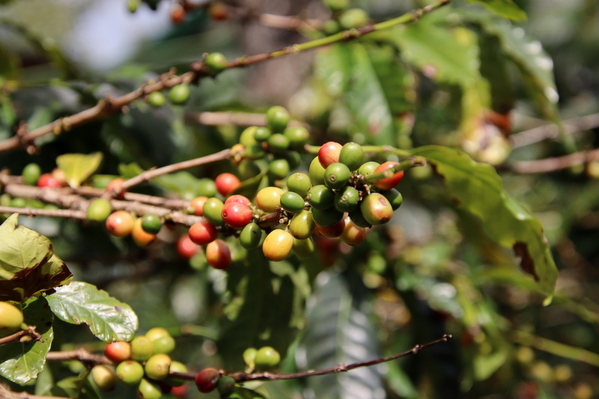 07-04 Doka Coffee Plantation (17)