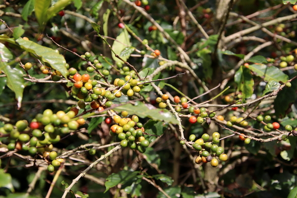 08-04 Doka Coffee Plantation (18)