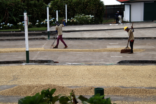 21-04 Doka Coffee Plantation (66)