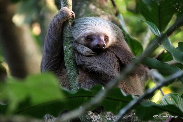 02 Two-toed Sloth, Turtle Bay