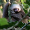 Two-toed Sloth, Turtle Bay