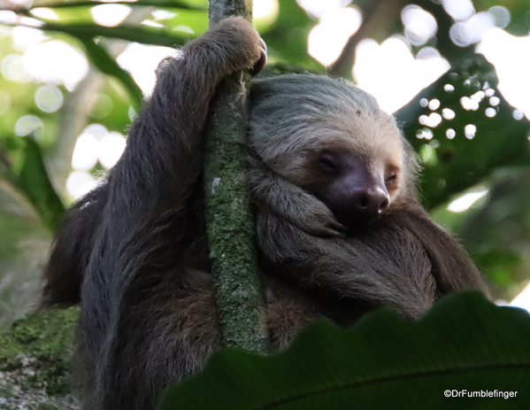 04 Two-toed Sloth, Turtle Bay