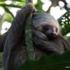 Two-toed Sloth, Turtle Bay
