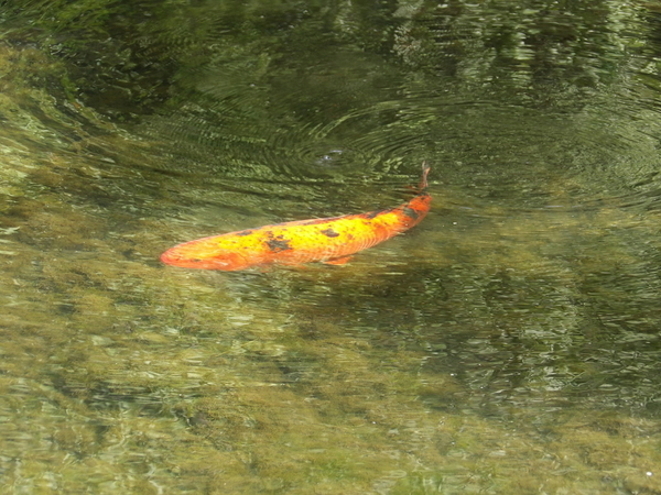 Japanese Pond Fish