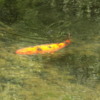Japanese Pond Fish