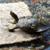 Japanese Pond Turtle