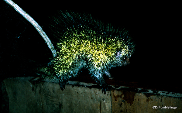 Peruvian Amazon 02-1995 107 Madre Selva II, Prehensile Tailed Porcupine