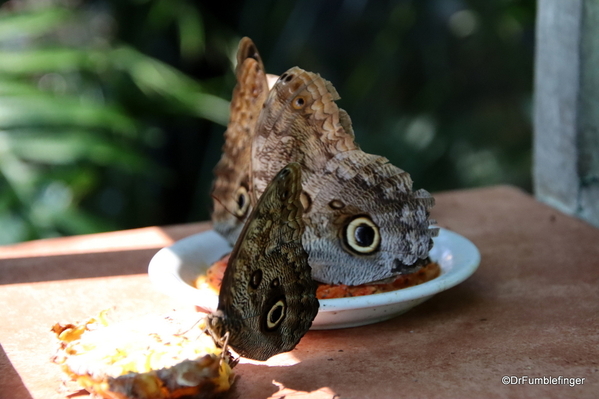 04 Butterfly garden at Guapiles