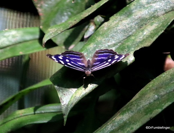 05 Butterfly garden at Guapiles