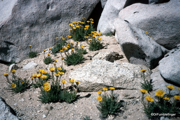 Mt. Whitney hike 09-1994 (41). Wildflowers