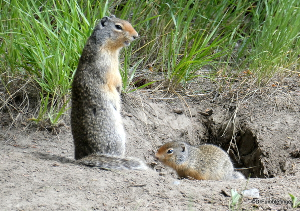 01 Golden Ground Squirrel, Cascade Pond