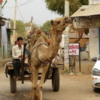 Camel, Rajasthan (1)