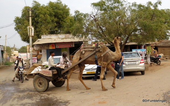 Camel, Rajasthan (2)