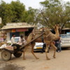 Camel, Rajasthan (2)