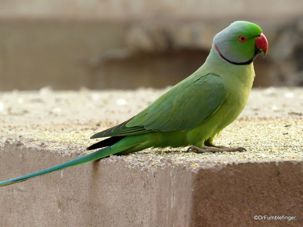 Parakeets, Rajasthan (2)